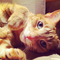 Picture of Baby Kitten Darcy